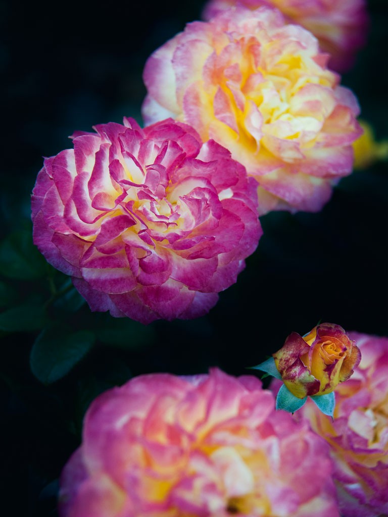 Janet Hesse, Rose (Blumen)