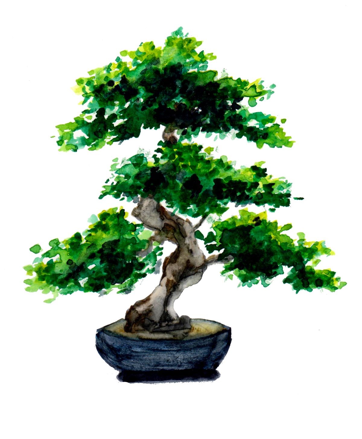 Konfiguration benutzen (Bonsai, Baum, Pflanzen, Garten, Meditation, Japan, Asien, Wunschgröße, modern, Treppenhaus, Wohnzimmer,)