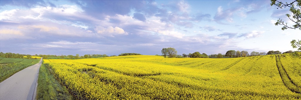 Henning Kramer, Rapsfeld (Natur, Felde, Landschaft, Landwirtschaft, Fotokunst, Wohnzimmer, Treppenhaus, bunt)