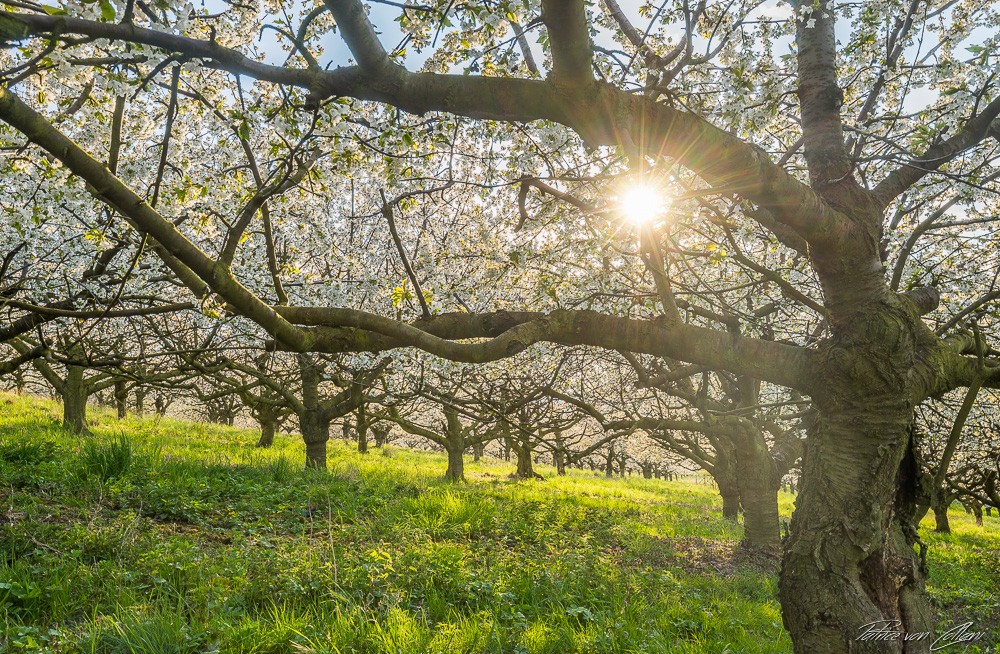 Konfiguration benutzen (Natur, Wald, Frühling, Bäume, Kirschbäume, Obstbäume, Blüte,  Sonnenlicht, Fotografie, Wunschgröße, Treppenhaus)