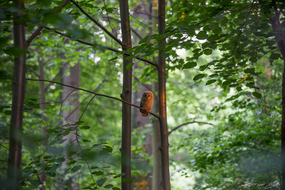 Konfiguration benutzen (Wald, Bäume, Vogel, Greifvogel, Kauz, Ornithologie, Fotografie, Wunschgröße, Treppenhaus, Wohnzimmer)
