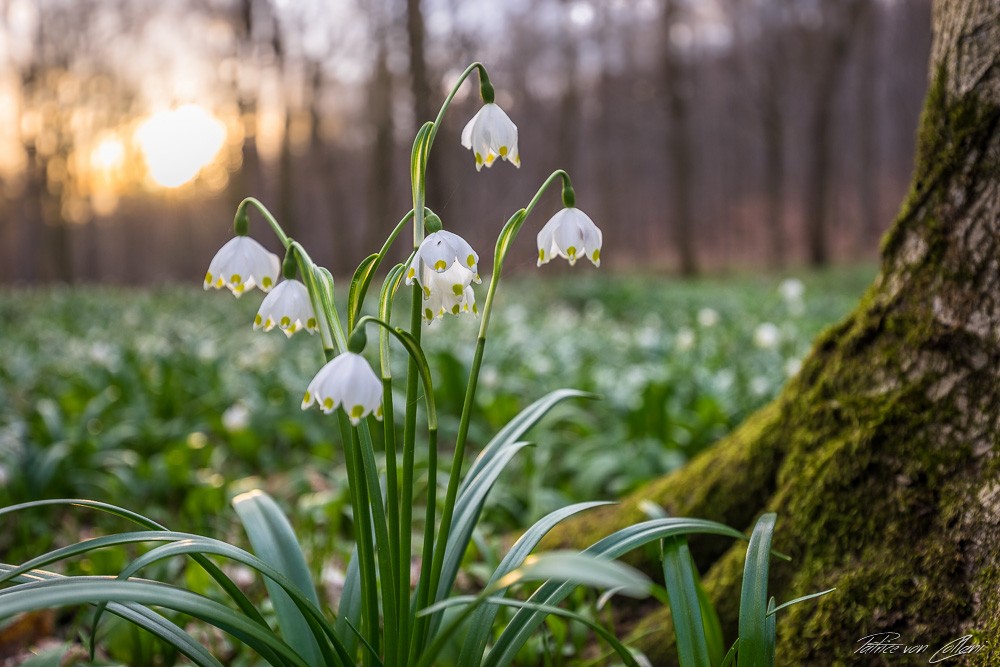 Konfiguration benutzen (Blumen, Wildblumen, Blüten, Frühling, Frühlingsknotenblume, Botanik, Fotografie, Wunschgröße, Treppenhaus, Wohnzimmer)