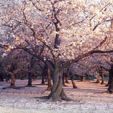 Micha Pawlitzki, Kirschblüte (Bäume, Obstbäume, Kirschbäume, Kirschblüte, Frühling, Photografie, Wunschgröße, Treppenhaus, Wohnzimmer)