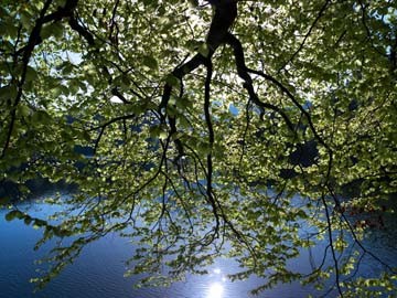 Micha Pawlitzki, Sommerreflektionen (Landschaft, Teich, Baum, Äste, Sommer, Spiegelungen, Blätter, Photografie, Wunschgröße, Wohnzimmer, Arztpraxis)