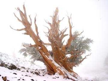 Micha Pawlitzki, Winterwalzer (Baumstumpf, Natur, knorrig, bizzar, Winter, Schnee, Photokunst, Wunschgröße, Treppenhaus, Wohnzimmer, weiß/grau)