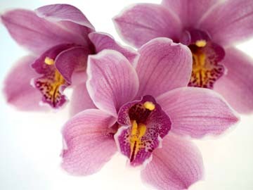 Micha Pawlitzki, Orchid Kiss (Blumen, Blüten, Nahaufnahme, Orchideen, Botanik, Photokunst, Pflanzen, Treppenhaus, Wunschgröße, rosa/pink)