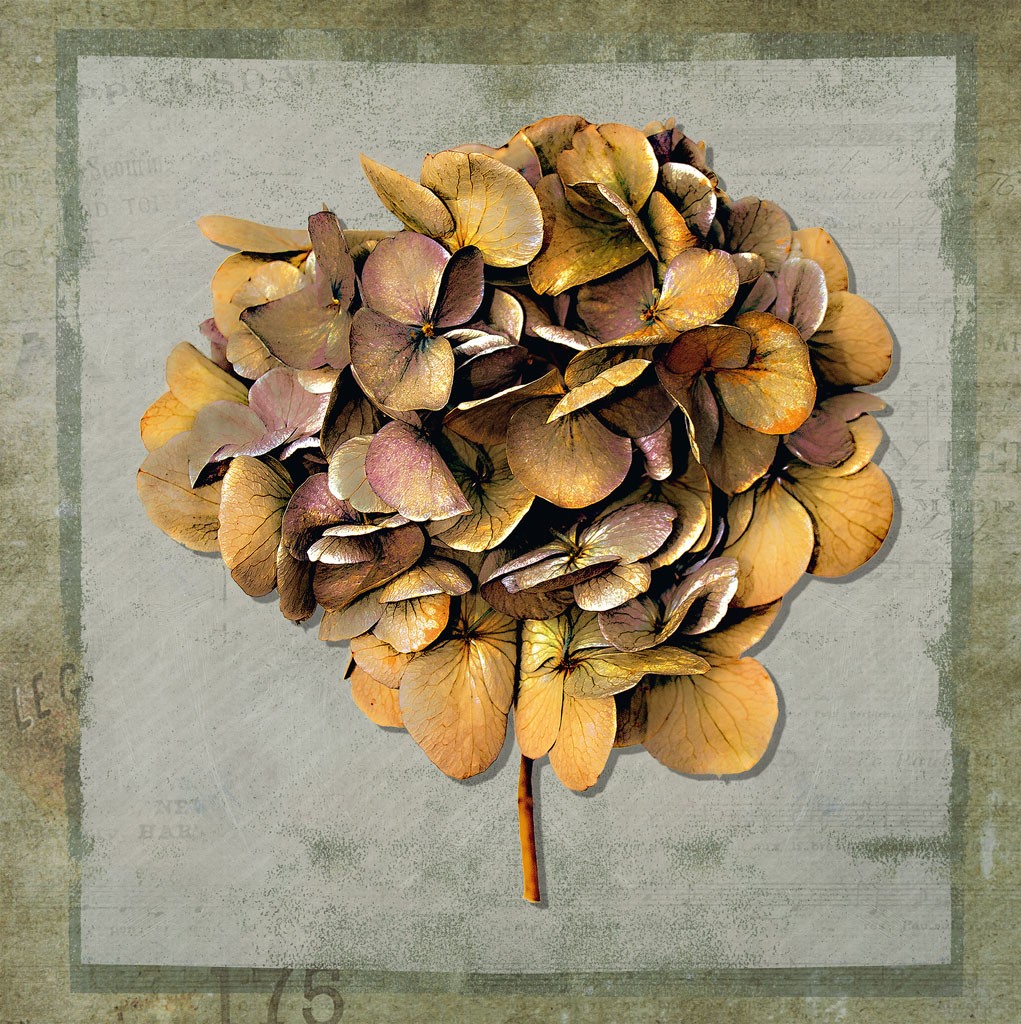 Schahram Minai, Hortensie (Blumen, Hortensie, Pflanze, Blüte, Collage, Wohnzimmer, Treppenhaus,beige/grau)