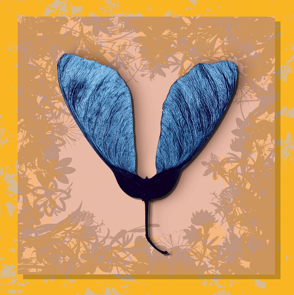 Schahram Minai, Ahorn 3 (Blatt, Frucht, Ahorn, Samen, Ahornnase, Collage, floraler Hintergrund, Pop Art, Wohnzimmer, Treppenhaus, blau/gelb)
