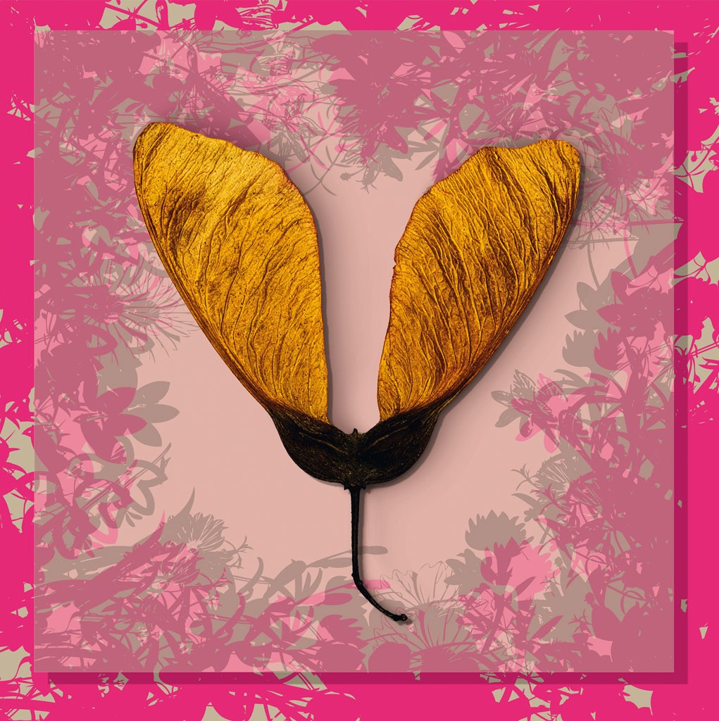 Schahram Minai, Ahorn 4 (Blatt, Frucht, Ahorn, Samen, Ahornnase, Collage, floraler Hintergrund, Pop Art, Wohnzimmer, Treppenhaus, pink, gelb)
