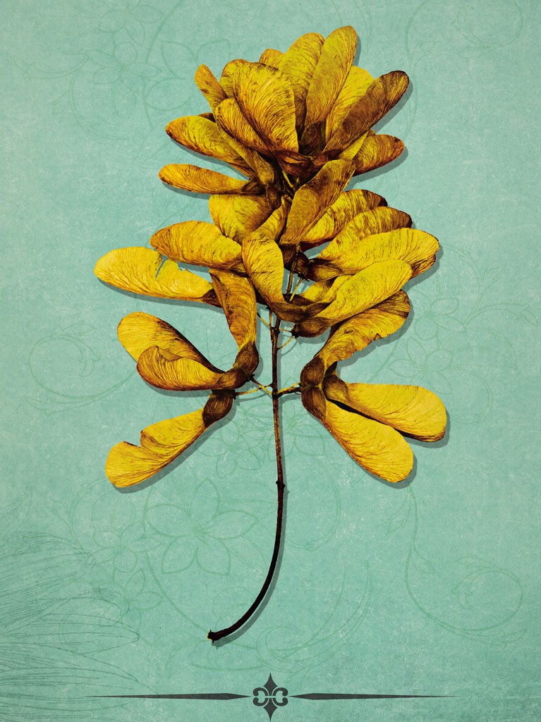Schahram Minai, Acer 1 (Blatt, Frucht, Ahorn, Samen, Ahornnase, Collage, floraler Hintergrund, Pop Art, Wohnzimmer, Treppenhaus, blau/gelb)