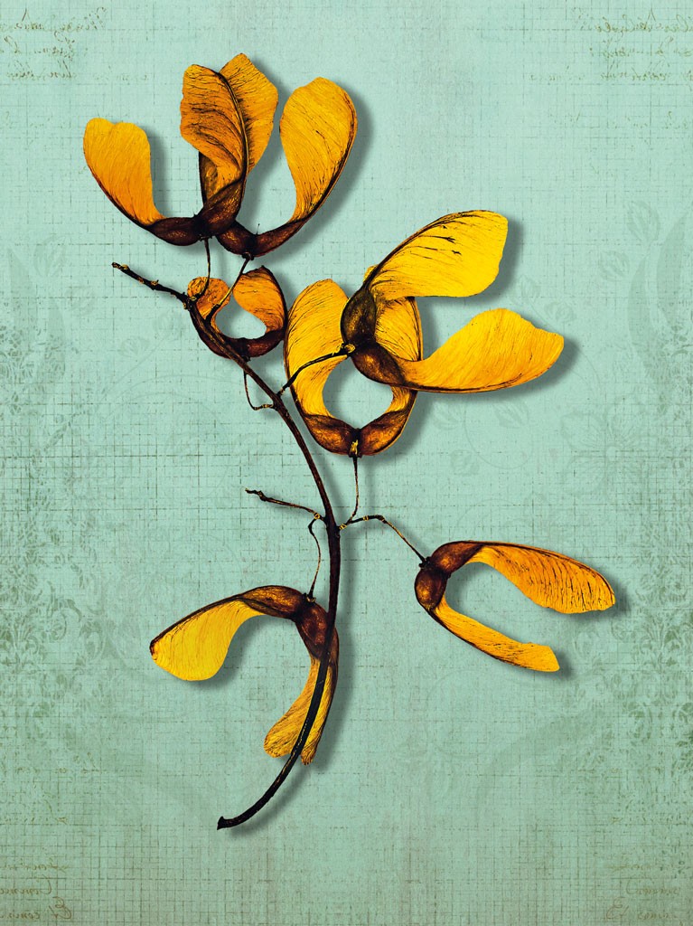Schahram Minai, Acer 2 (Blatt, Frucht, Ahorn, Samen, Ahornnase, Collage, floraler Hintergrund, Pop Art, Wohnzimmer, Treppenhaus, blau/gelb)