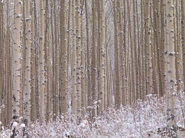 Micha Pawlitzki, Winterharmonie (Wald, Birkenwald, Natur, Bäume, Winter, Schnee, Photografie, Wunschgröße, Treppenhaus, Wohnzimmer, weiß/grau)