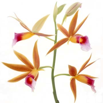 Micha Pawlitzki, Flower (Blüten, Blumen, Botanik, Photokunst, Orchideen, Wunschgröße, Terppenhaus, bunt)
