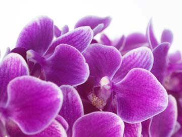 Micha Pawlitzki, Purple (Blumen, Blüten, Nahaufnahme, Orchideen, Botanik, Photokunst, Pflanzen, Treppenhaus, Wunschgröße,  pink)