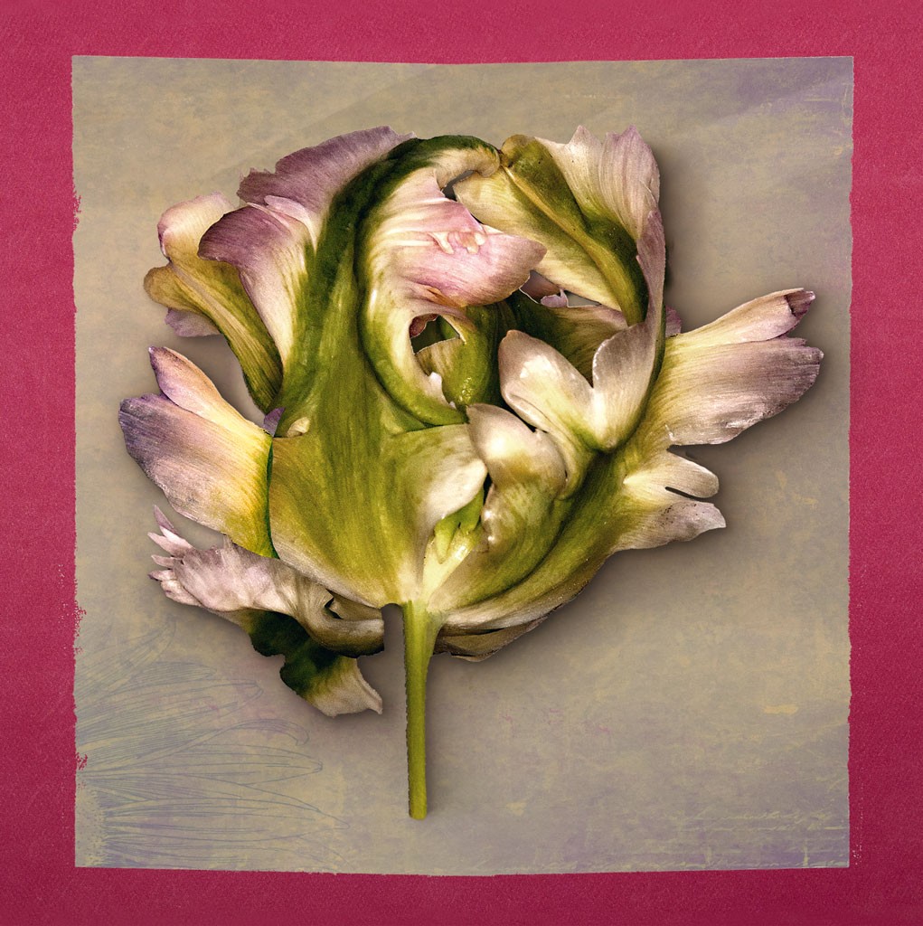 Schahram Minai, Tulpe (Blumen, Tulpe, Pflanze, Blüte, Collage, Pop Art, Wohnzimmer, Treppenhaus, pink, bunt)