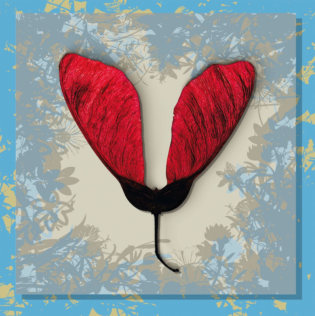 Schahram Minai, Ahorn 5 (Blatt, Frucht, Ahorn, Samen, Ahornnase, Collage, floraler Hintergrund, Pop Art, Wohnzimmer, Treppenhaus, rot/blau)