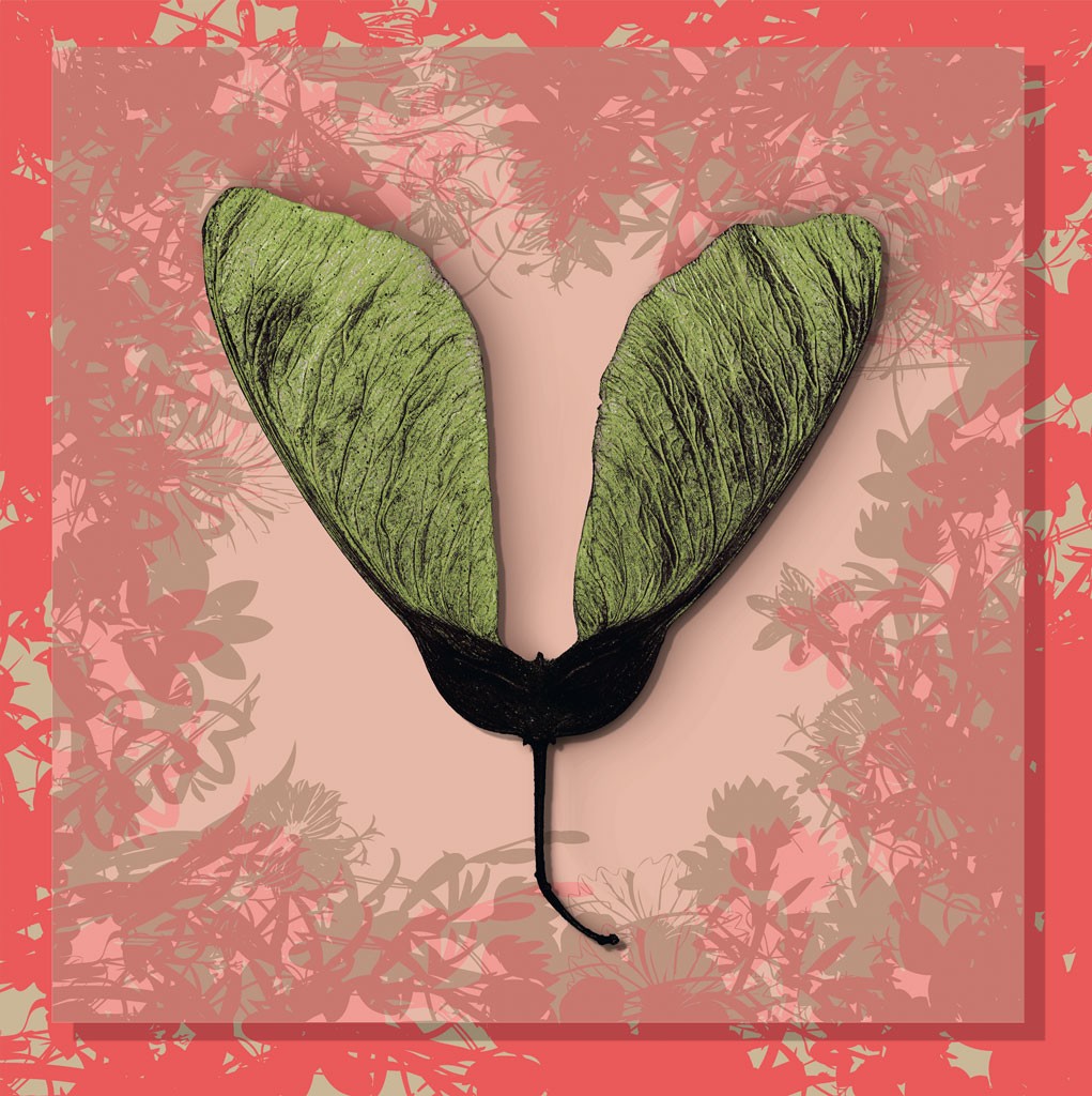 Schahram Minai, Ahorn 6 (Blatt, Frucht, Ahorn, Samen, Ahornnase, Collage, floraler Hintergrund, Pop Art, Wohnzimmer, Treppenhaus, grün/rosa)