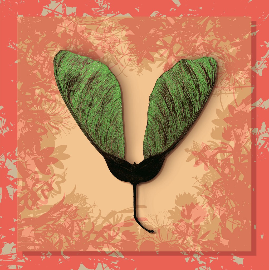 Schahram Minai, Ahorn 8 (Blatt, Frucht, Ahorn, Samen, Ahornnase, Collage, floraler Hintergrund, Pop Art, Wohnzimmer, Treppenhaus, grün/orange)
