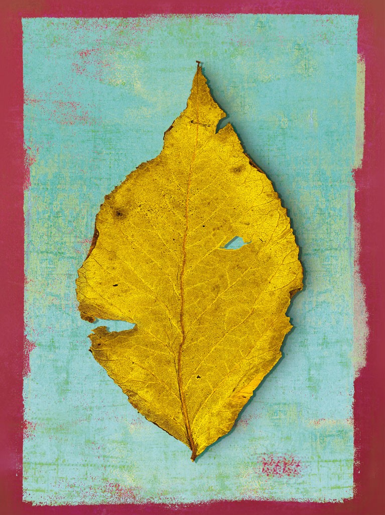 Schahram Minai, Blatt 2 (Blatt, Herbst, vertrocknet, Collage, floraler Hintergrund, Pop Art, Wohnzimmer, Treppenhaus, bunt)