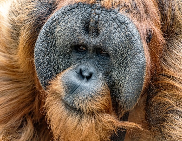 Konfiguration benutzen (Affe, Orang Utan, männlicher Orang Utan, Gesicht, Primat, Gesichtsausdruck, Tierportrait, Tiere, Fotografie, Wunschgröße, Wohnzimmer, Treppenhaus, bunt)