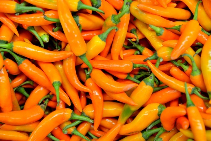 Hady Khandani, ORANGE CHILLI (Chili, orange Chili, Schoten, Schärfe,  Gemüse, Fotografie, Küche, Esszimmer, Gastronomie, Wunschgröße, bunt)