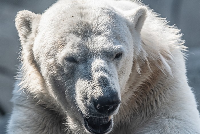 Konfiguration benutzen (Eisbär, Tierportrait, Nahaufnahme, Raubtier, Tiere, Treppenhaus, Wohnzimmer, Wunschgröße, Fotografie, bunt)