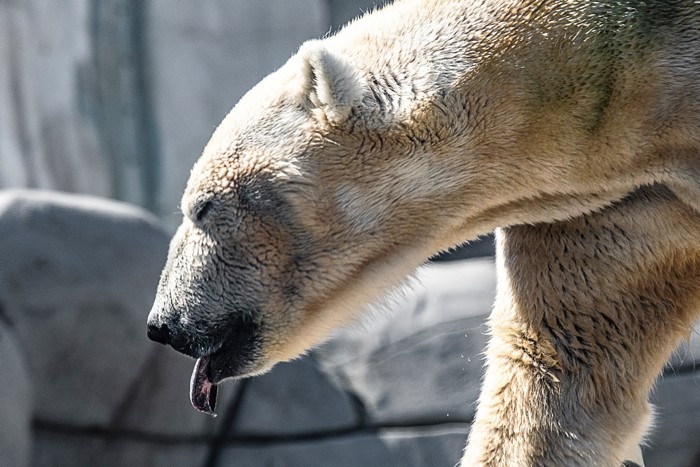 Konfiguration benutzen (Eisbär, Tierportrait, Nahaufnahme, Raubtier, Tiere, Treppenhaus, Wohnzimmer, Wunschgröße, Fotografie, bunt)