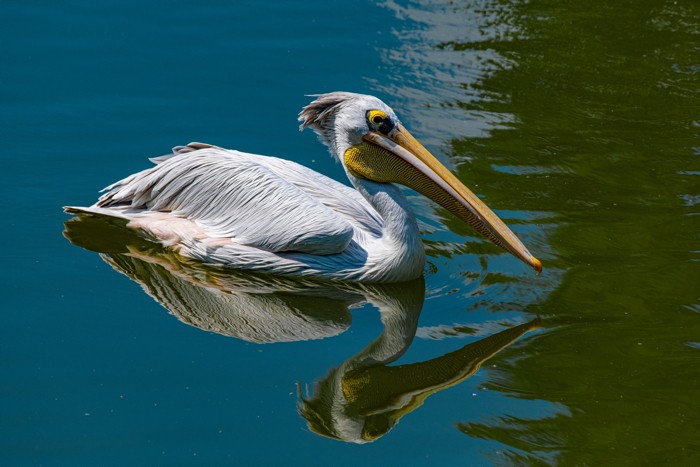 Konfiguration benutzen (Pelikan, Vogel, Wasservogel, Teich, Spiegelungen, Reflexion, Tiere, Treppenhaus, Badezimmer, Wohnzimmer, Wunschgröße, Fotografie, bunt)