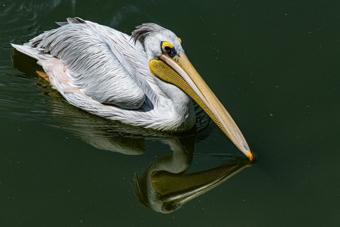 Konfiguration benutzen (Pelikan, Vogel, Wasservogel, Teich, Spiegelungen, Reflexion, Tiere, Treppenhaus, Badezimmer, Wohnzimmer, Wunschgröße, Fotografie, bunt)