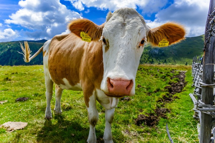Konfiguration benutzen (Kuh, braune Kuh, Tierportrait, Alp, Wiese, Österreich, Nutztier, Tiere, Treppenhaus, Wohnzimmer, Wunschgröße, Fotografie, bunt)