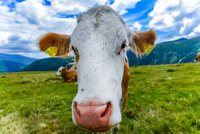 Konfiguration benutzen (Kuh, braune Kuh, Tierportrait, Nahaufnahme, Alp, Wiese, Österreich, Nutztier, Tiere, Treppenhaus, Wohnzimmer, Wunschgröße, Fotografie, bunt)
