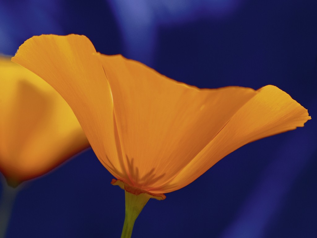 Michael Rateike, Sonnenkelch (Mohnblume, Blüte, Blütenblatt, Blumen, zart, filigran, Fotokunst, Nahaufnahme, Wohnzimmer, Treppenhaus, orange/blau)