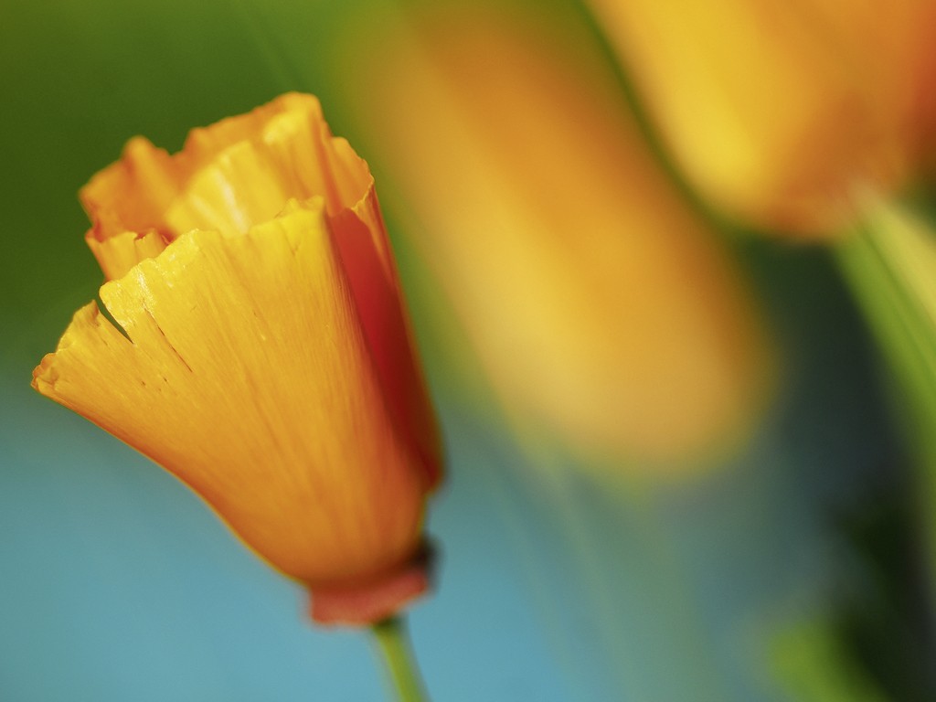 Michael Rateike, Augenweide (Mohnblume, Blüte, Blütenblatt, Blumen, zart, filigran, Fotokunst, Nahaufnahme, Wohnzimmer, Treppenhaus, orange/blau)