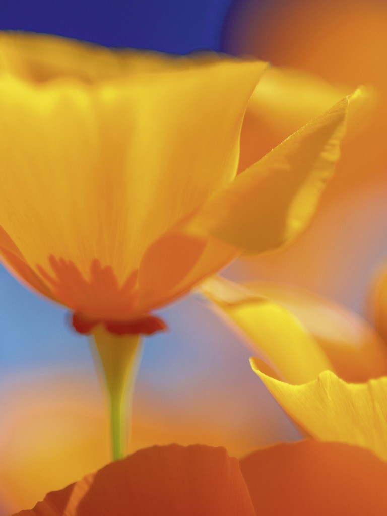 Michael Rateike, Der Sommer bleibt als Erinnerung (Mohnblume, Blüte, Blütenblatt, Blumen, zart, filigran, Fotokunst, Nahaufnahme, Wohnzimmer, Treppenhaus, orange/blau)