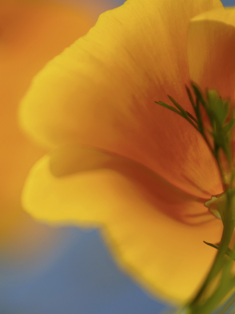 Michael Rateike, Sonnenfänger (Mohnblume, Blüte, Blütenblatt, Blumen, zart, filigran, Fotokunst, Nahaufnahme, Wohnzimmer, Treppenhaus, orange)
