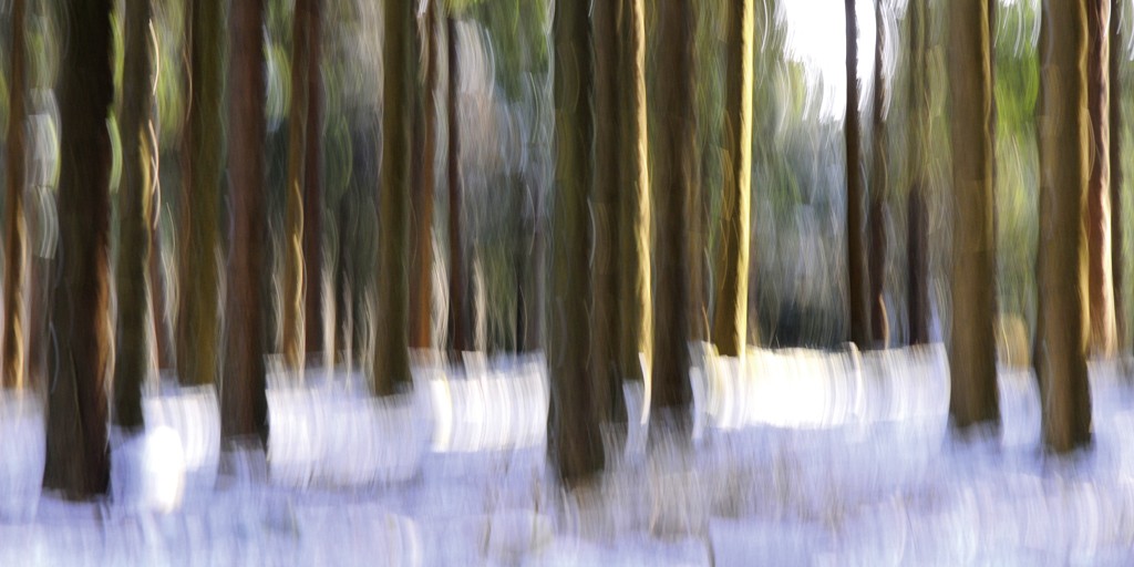 Michael Rateike, Waldzauber 3 (Wald, Bäume, Natur & Landschaft, Fotokunst, verschwommen, diffus, unscharf, Wohnzimmer, Treppenhaus, bunt)