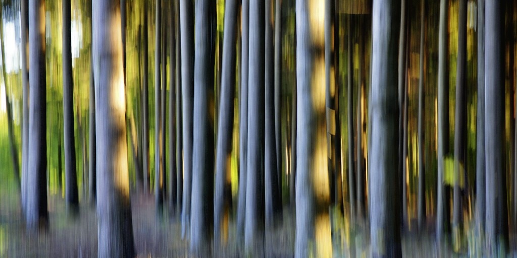 Michael Rateike, Waldzauber 8 (Wald, Bäume, Natur & Landschaft, Fotokunst, verschwommen, diffus, unscharf, Wohnzimmer, Treppenhaus, bunt)
