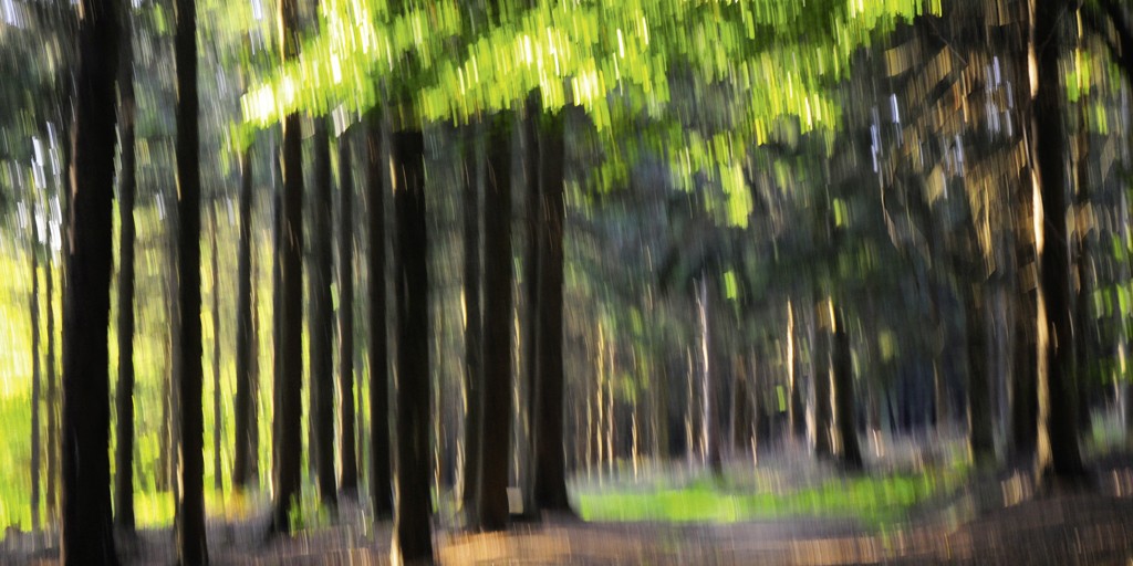 Michael Rateike, Waldzauber 9 (Wald, Bäume, Natur & Landschaft, Fotokunst, verschwommen, diffus, unscharf, Wohnzimmer, Treppenhaus, bunt)