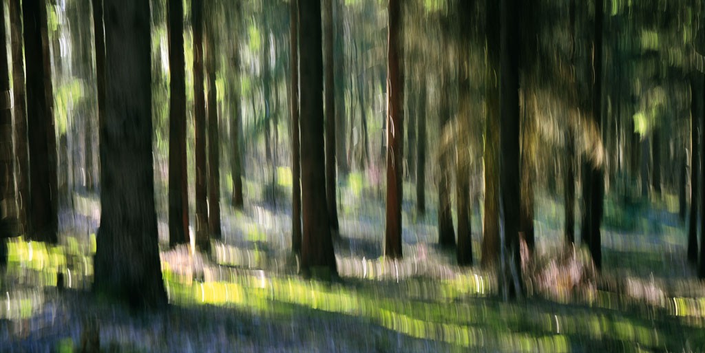 Michael Rateike, Waldzauber 11 (Wald, Bäume, Natur & Landschaft, Fotokunst, verschwommen, diffus, unscharf, Wohnzimmer, Treppenhaus, bunt)
