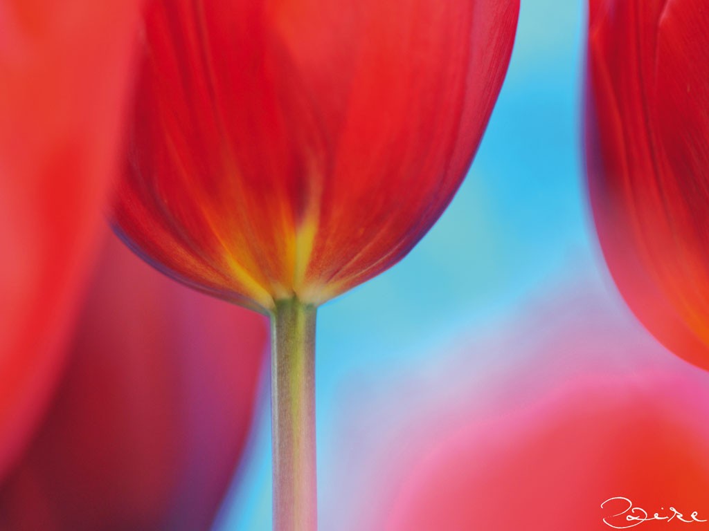 Michael Rateike, Frühlingserwachen 1 (Tulpen, Blüte, Blütenblatt, Blumen, zart, filigran, floral, Fotokunst, Nahaufnahme, Wohnzimmer, Treppenhaus, rot/blau)