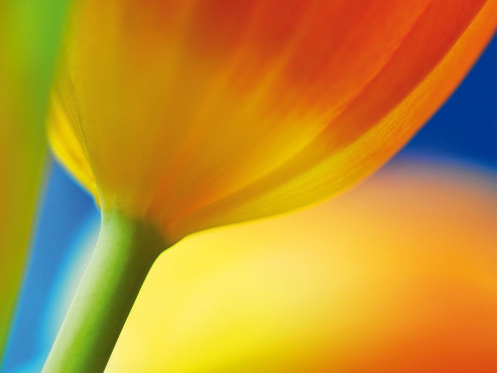 Michael Rateike, Frühlingserwachen 2 (Tulpen, Blüte, Blütenblatt, Blumen, zart, filigran, floral, Fotokunst, Nahaufnahme, Wohnzimmer, Treppenhaus, gelb/blau)
