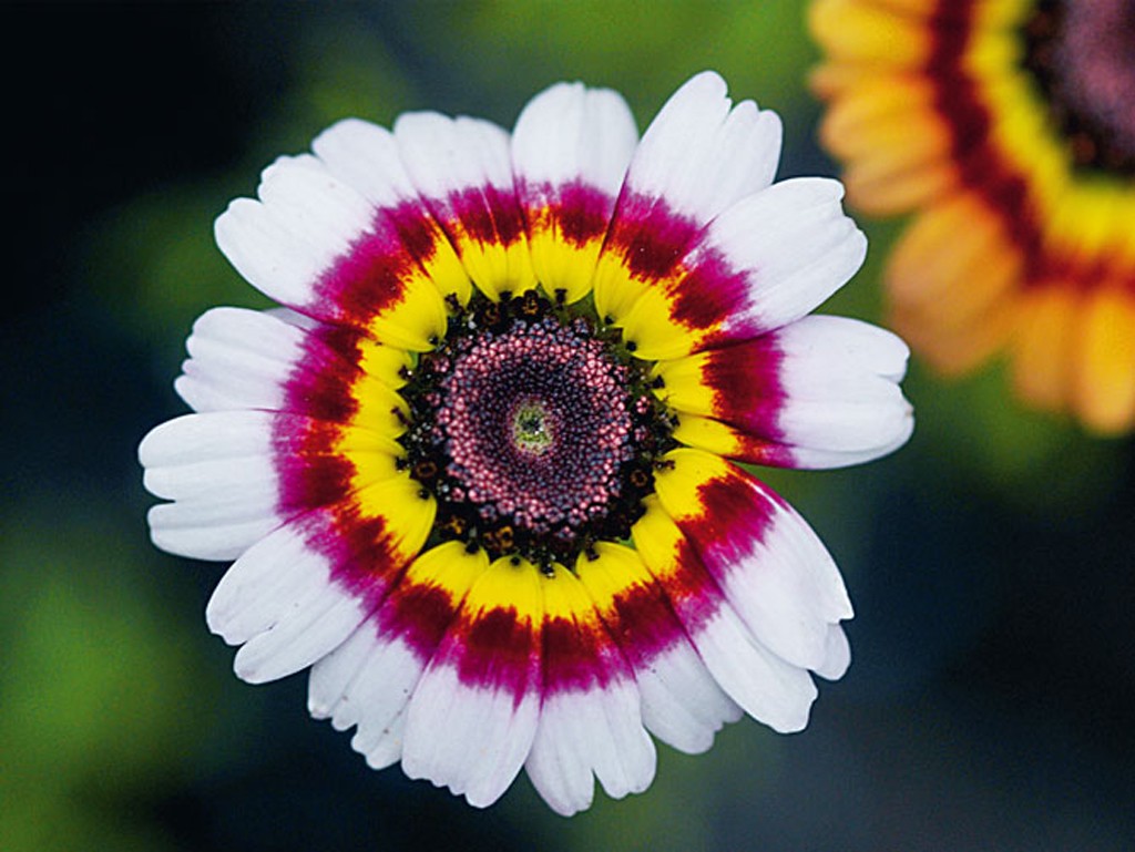 Michael Rateike, Gerbera 1 (Gerbera, Blüte, Blütenblätter, Blumen, zart, filigran, floral, Fotokunst, Nahaufnahme, Wohnzimmer, Treppenhaus, bunt)