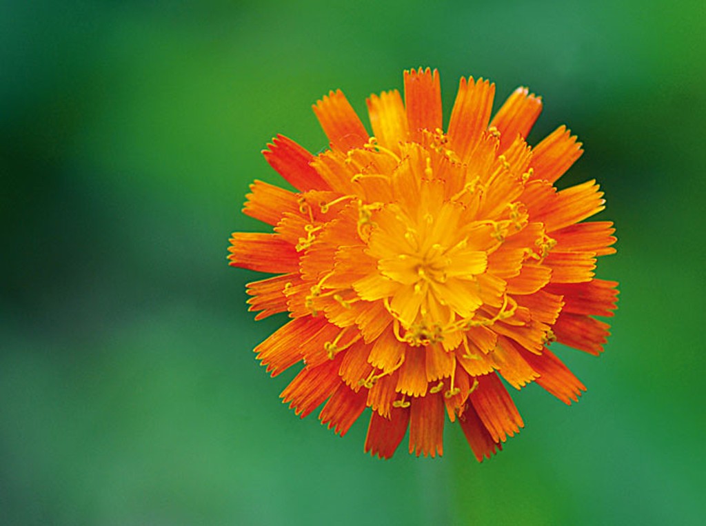 Michael Rateike, Sonne (Blüte, Blütenblätter, Blume, zart, filigran, floral, Fotokunst, Nahaufnahme, Wohnzimmer, Treppenhaus, orange/grün)