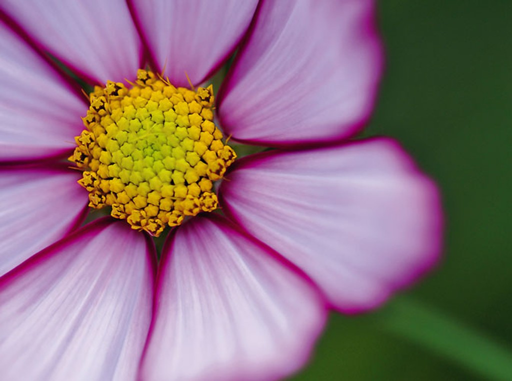 Michael Rateike, Gerbera 2 (Gerbera, Blüte, Blütenblätter, Blumen, zart, filigran, floral, Fotokunst, Nahaufnahme, Wohnzimmer, Treppenhaus, bunt)