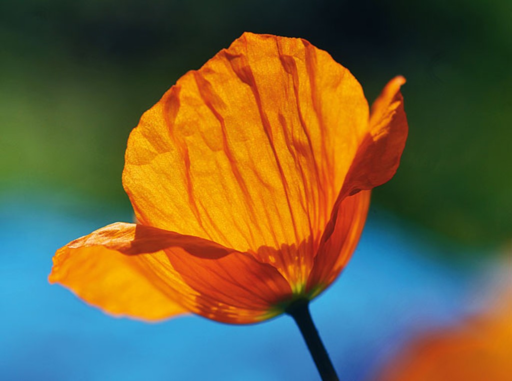 Michael Rateike, Möhnchen, Orange (Mohn, Klatschmohn, Blüte, Blütenblätter, Blumen, zart, filigran, floral, Fotokunst, Nahaufnahme, Wohnzimmer, Treppenhaus, orange/bunt)