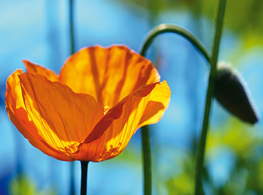 Michael Rateike, Mohn mit Anhang (Mohn, Klatschmohn, Blüte, Blütenblätter, Knospe, Blumen, zart, filigran, floral, Fotokunst, Nahaufnahme, Wohnzimmer, Treppenhaus, orange/bunt)