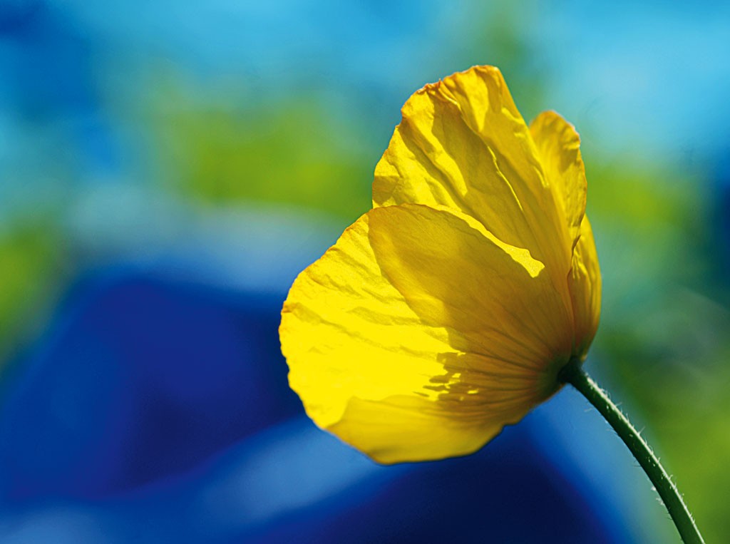 Michael Rateike, Gelber Mohn (Mohn, Klatschmohn, Blüte, Blütenblätter, Blumen, zart, filigran, floral, Fotokunst, Nahaufnahme, Wohnzimmer, Treppenhaus, gelb/bunt)