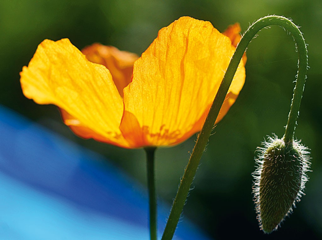 Michael Rateike, Mohn mit Anhang 2 (Mohn, Klatschmohn, Blüte, Blütenblätter, Knospe, Blumen, zart, filigran, floral, Fotokunst, Nahaufnahme, Wohnzimmer, Treppenhaus, gelb/bunt)