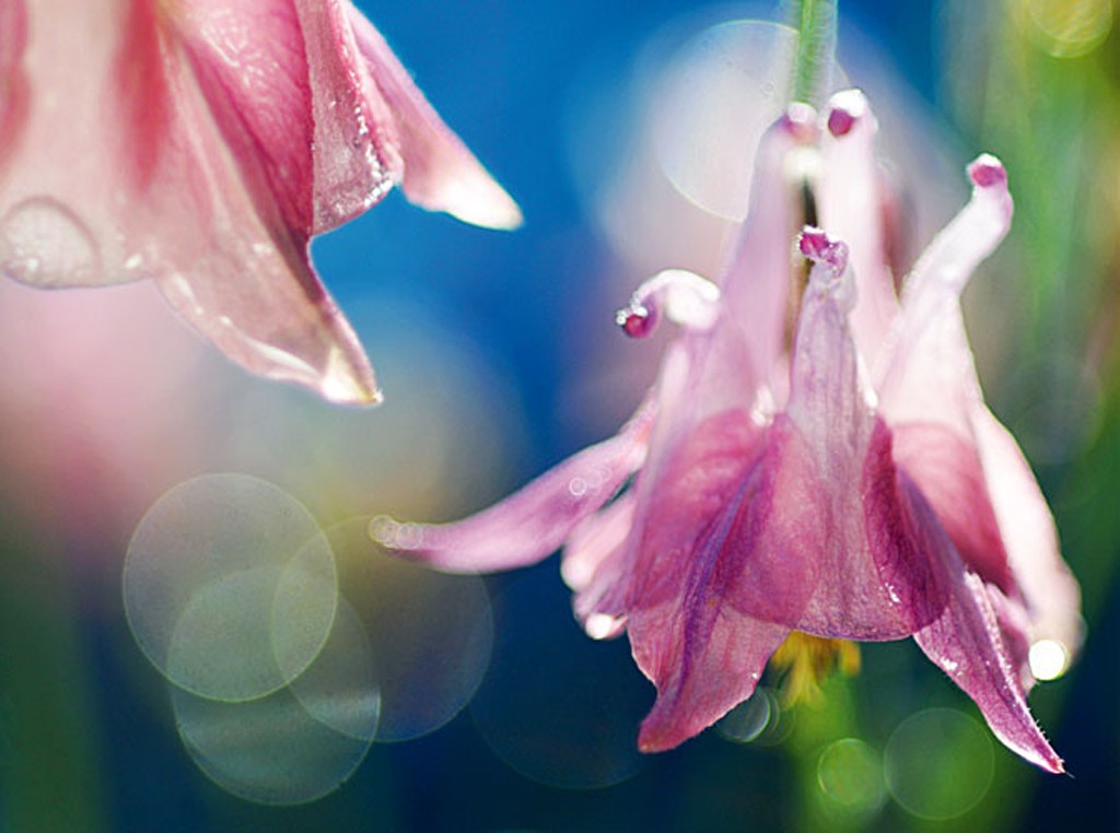 Michael Rateike, Zartes Lila 1 (Blüte, Blütenblätter, Blumen, zart, filigran, floral, Fotokunst, Nahaufnahme, Wohnzimmer, Treppenhaus, rosa/bunt)