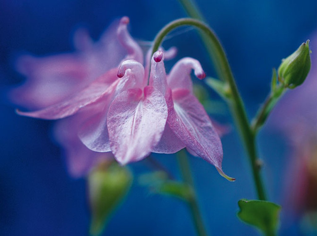 Michael Rateike, Zartes Lila 2 (Blüte, Blütenblätter, Blumen, zart, filigran, floral, Fotokunst, Nahaufnahme, Wohnzimmer, Treppenhaus, rosa/bunt)